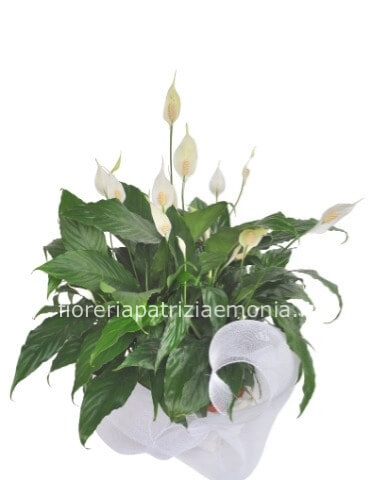 Pianta di Spathifillum