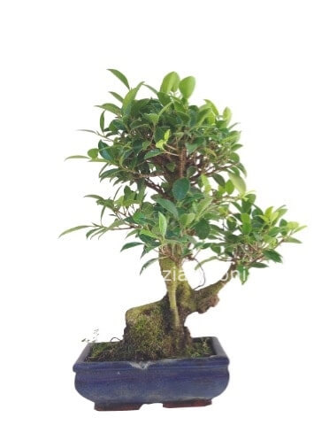 Pianta bonsai, varietà ficus